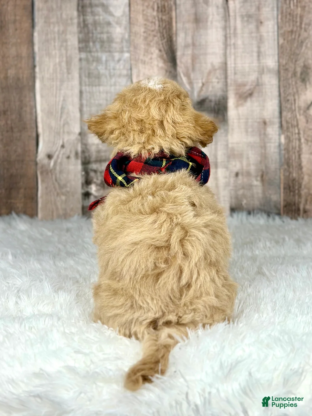 Bichpoo dogs for sale: Boy Eli - 8340 - Ad 12