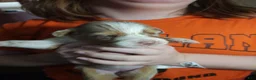 Australian Shepherd dogs for sale: 1 Chrissy - Ad 34