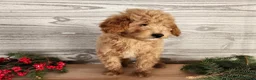 Mini Goldendoodle dogs for sale: Dover - Ad 11