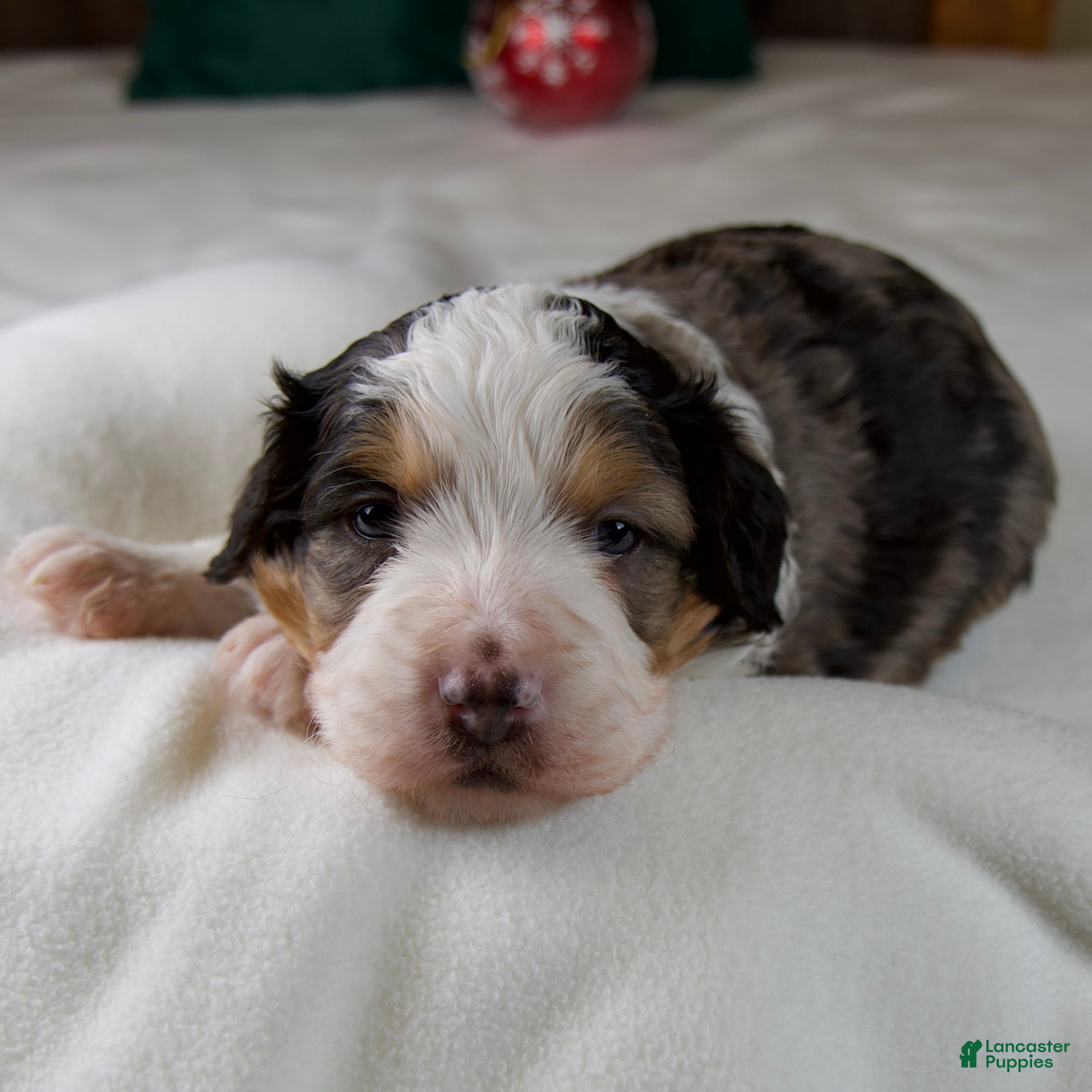 Mini Bernedoodle dogs Jolly Boy - Ad 32