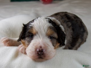 Mini Bernedoodle dogs Jolly Boy - Ad 31