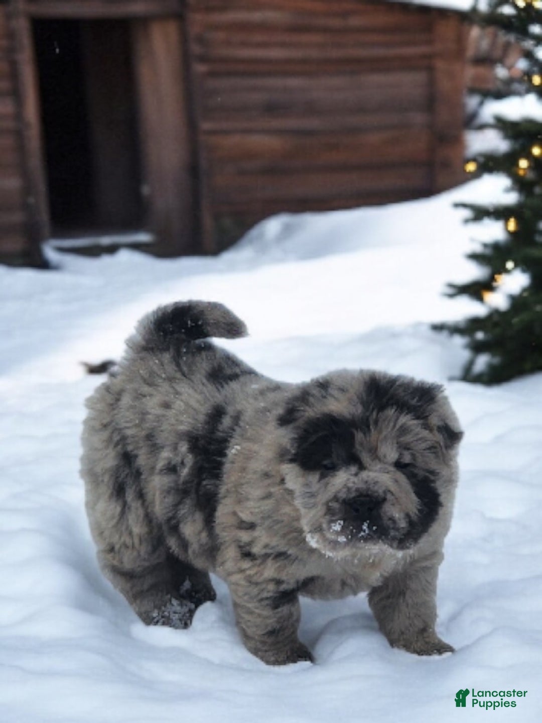 Shar Pei dogs for sale: Marla merle mini bear  - Ad 13