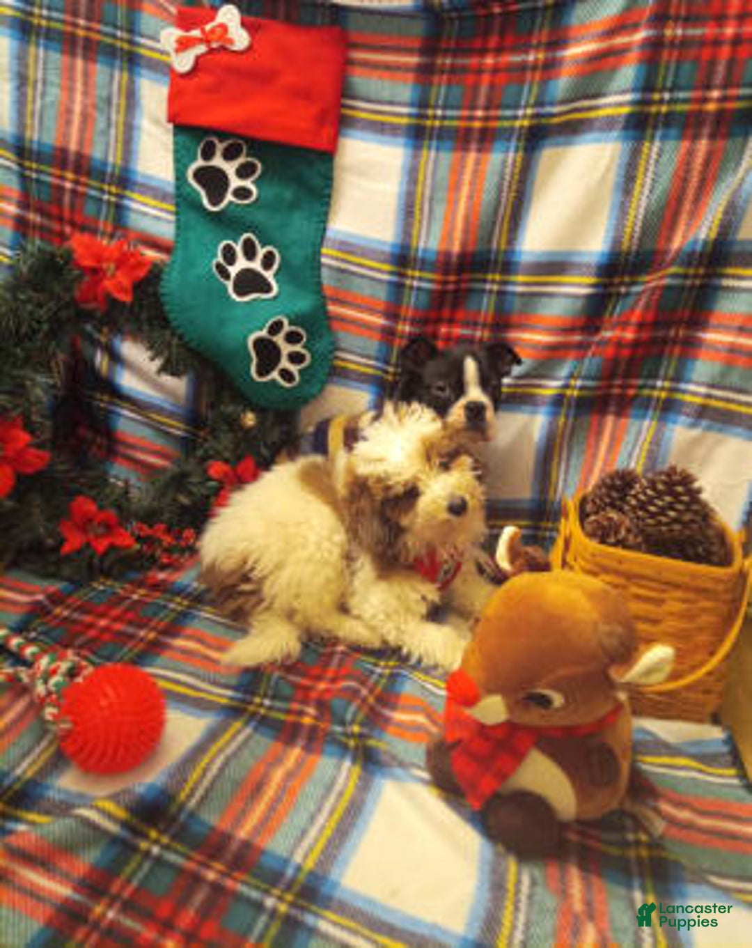 Gallery Image {{count}}