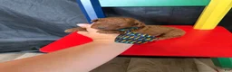 Toy Poodle dogs for sale: Akc Red Toy Poodle Blue Tie - Ad 2