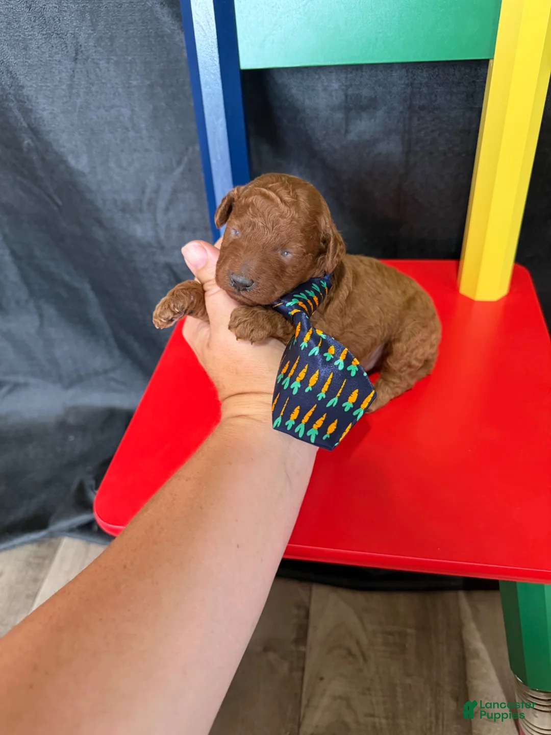 Toy Poodle dogs for sale: Akc Red Toy Poodle Blue Tie - Ad 2