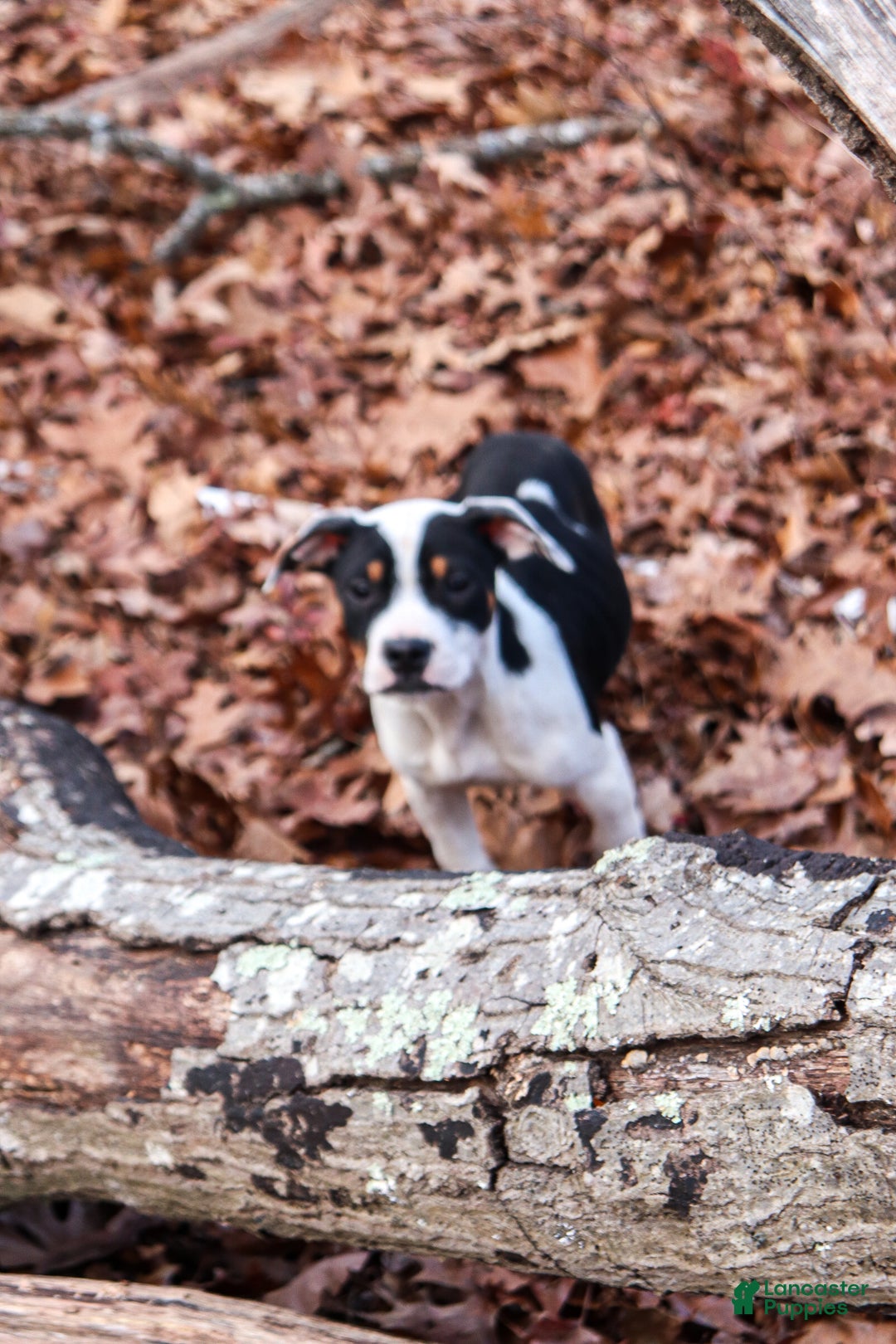 American Bully dogs for sale: Raven - Ad 2