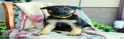 German Shepherd dogs for sale: Apollo - Ad 4