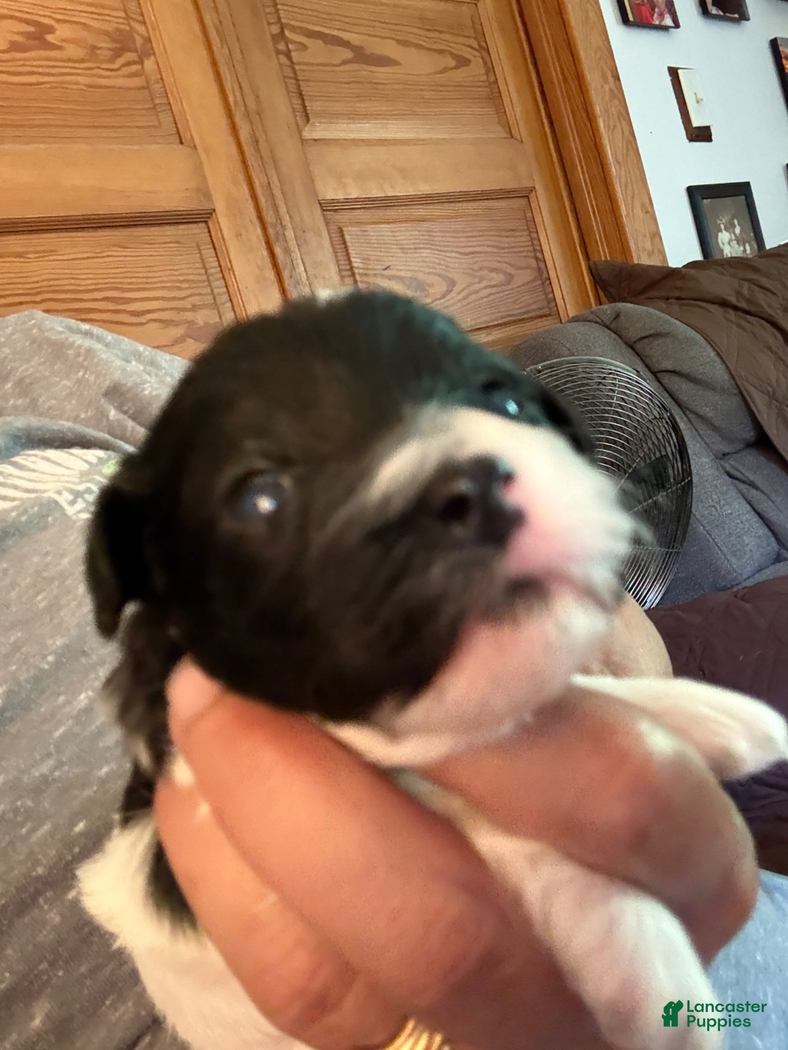 Mixed Breed dogs Baxter - Ad 2