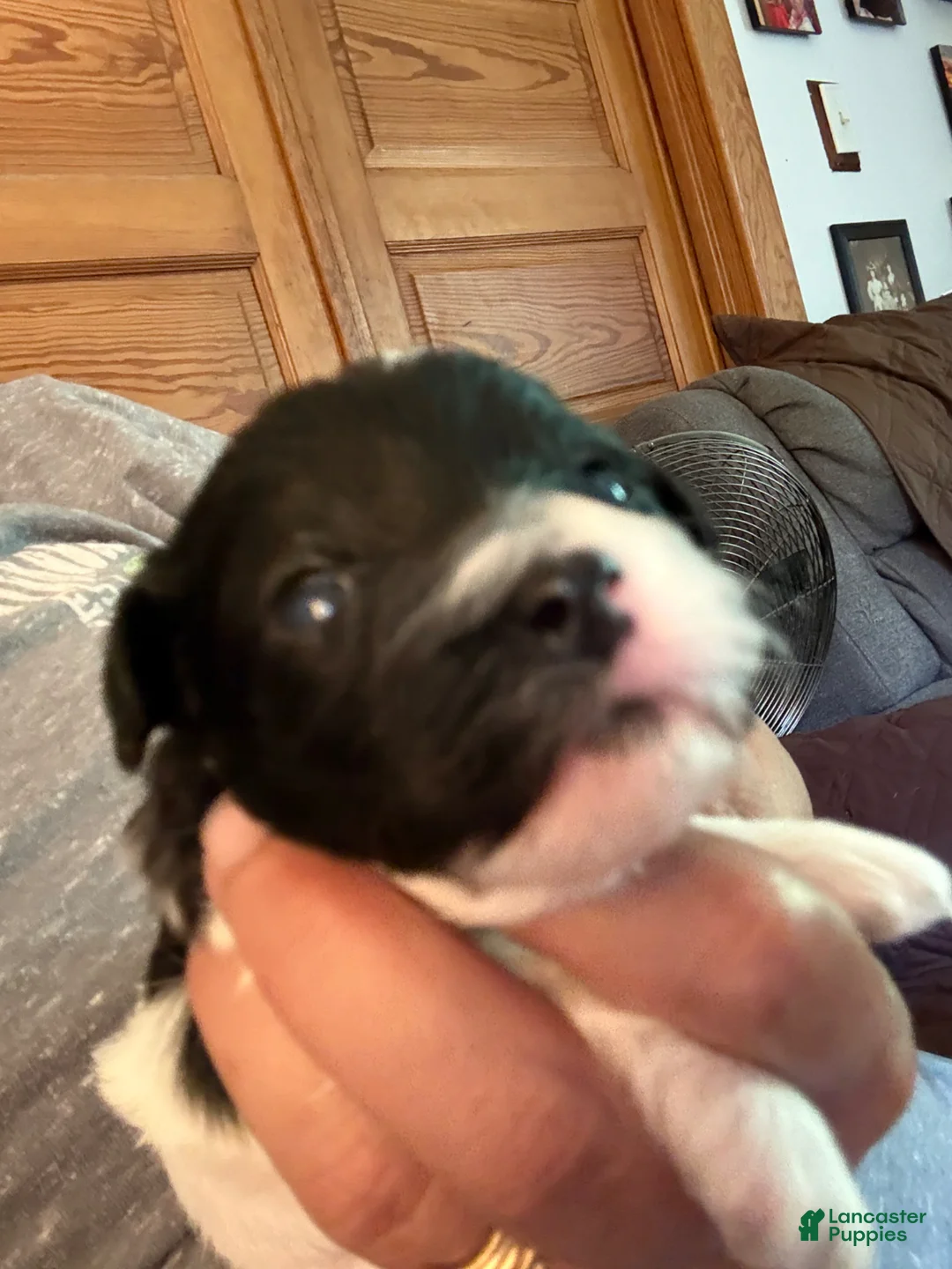 Mixed Breed dogs for sale: Baxter - Ad 2