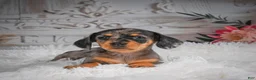 Miniature Dachshund dogs for sale: AKC-Haley - Ad 6