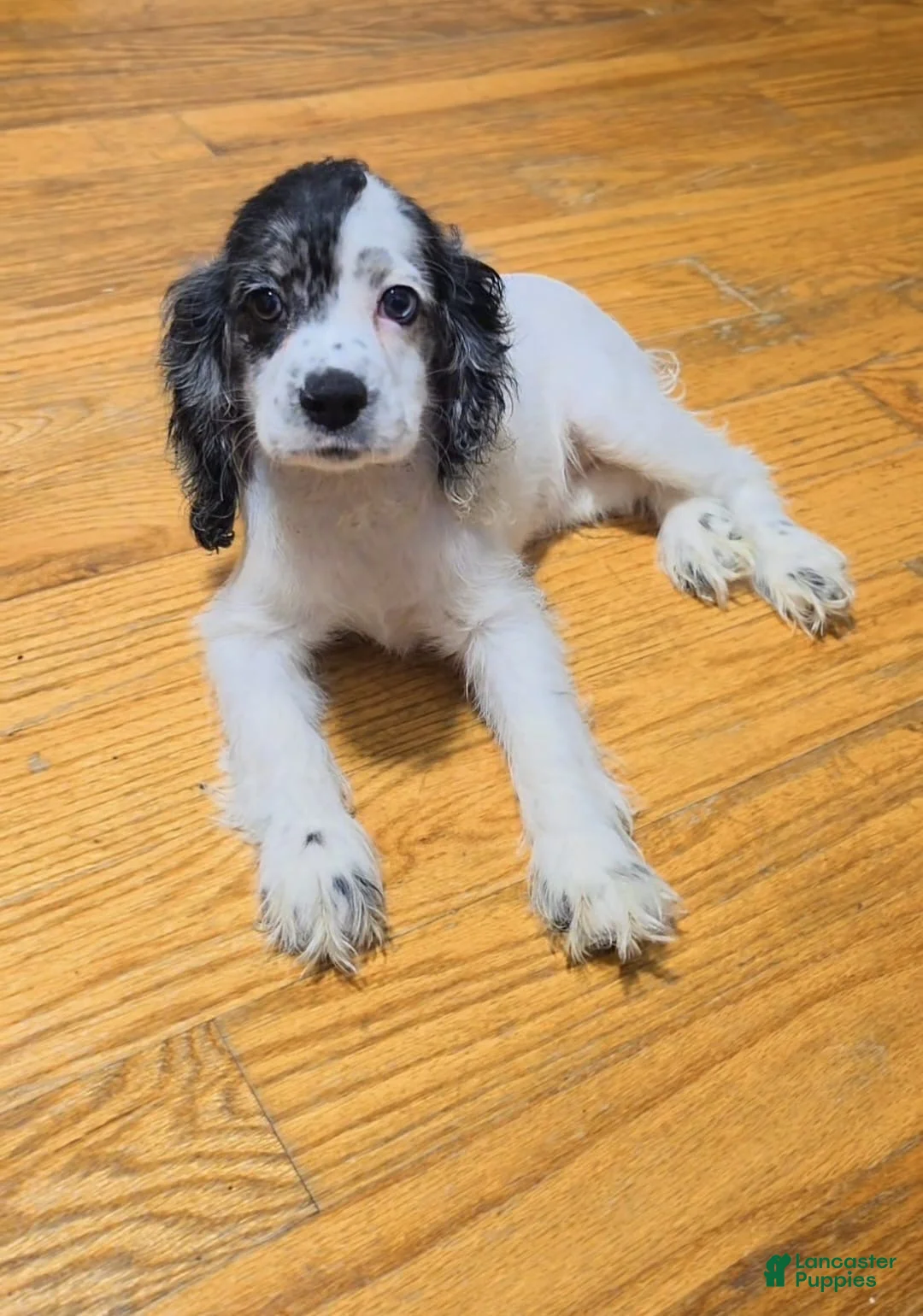 Cocker Spaniel dogs for sale: Kiara  - Ad 1