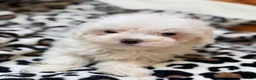 Maltipoo dogs for sale: Twilight  - Ad 10