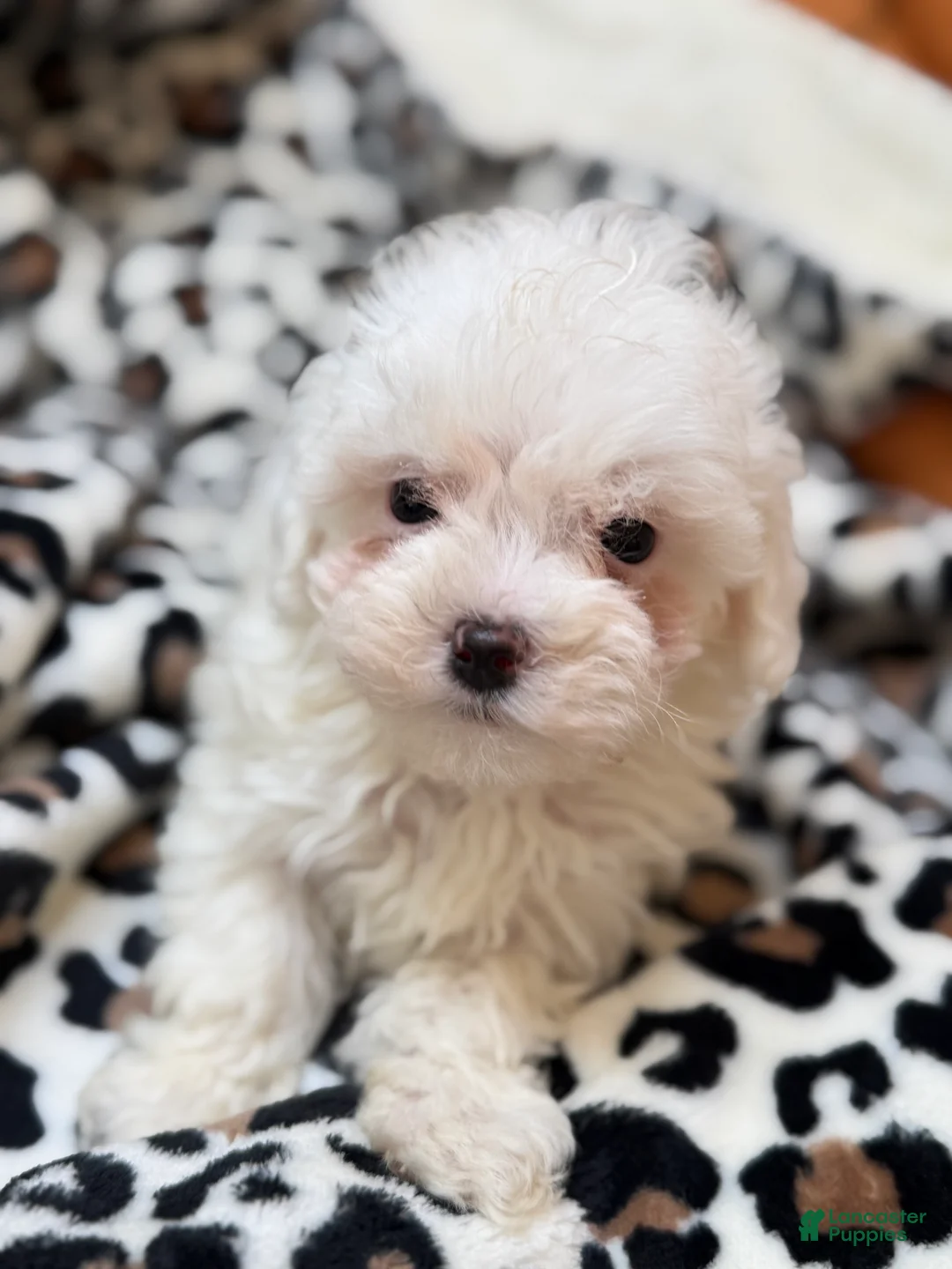 Maltipoo dogs for sale: Twilight  - Ad 10