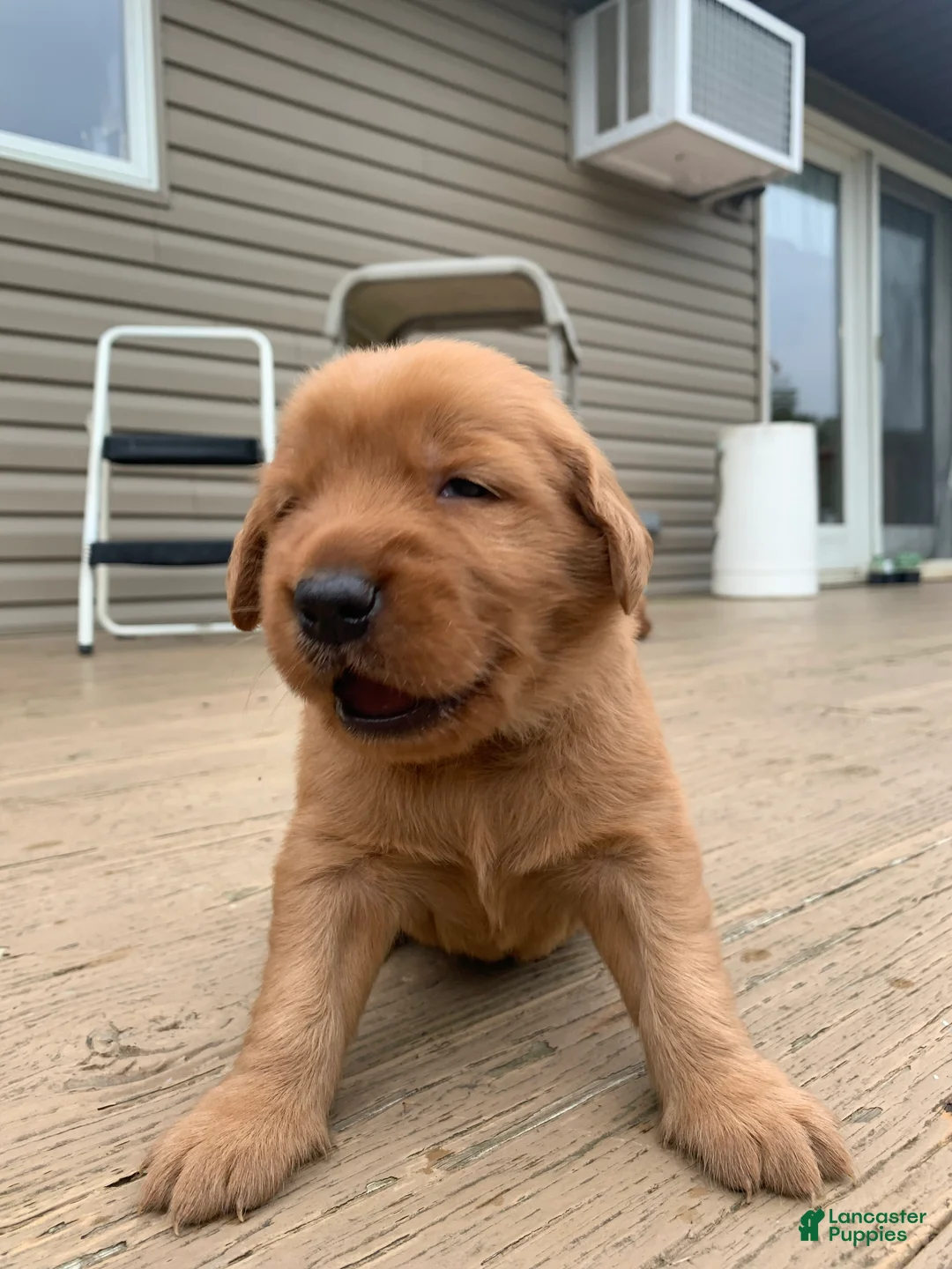 Golden Retriever dogs for sale: Aspen - Ad 2