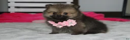 Pomeranian dogs for sale: Zoey - Ad 8