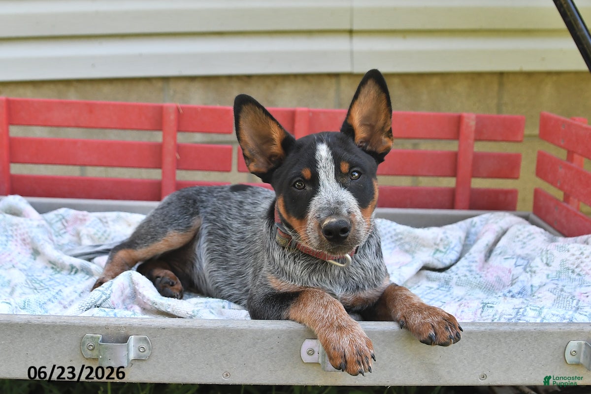 Australian Cattle Dog dogs Pepper - Ad 2