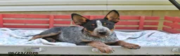 Australian Cattle Dog dogs for sale: Pepper - Ad 2