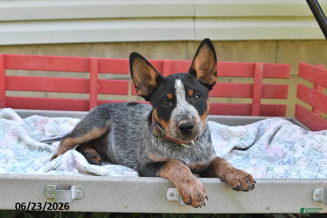 Australian Cattle Dog dogs for sale: Pepper - Ad 2