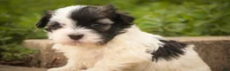 Havanese dogs for sale: Tommy Havanese Puppy  - Ad 3