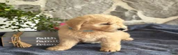 Goldendoodle dogs for sale: Nico - Ad 4