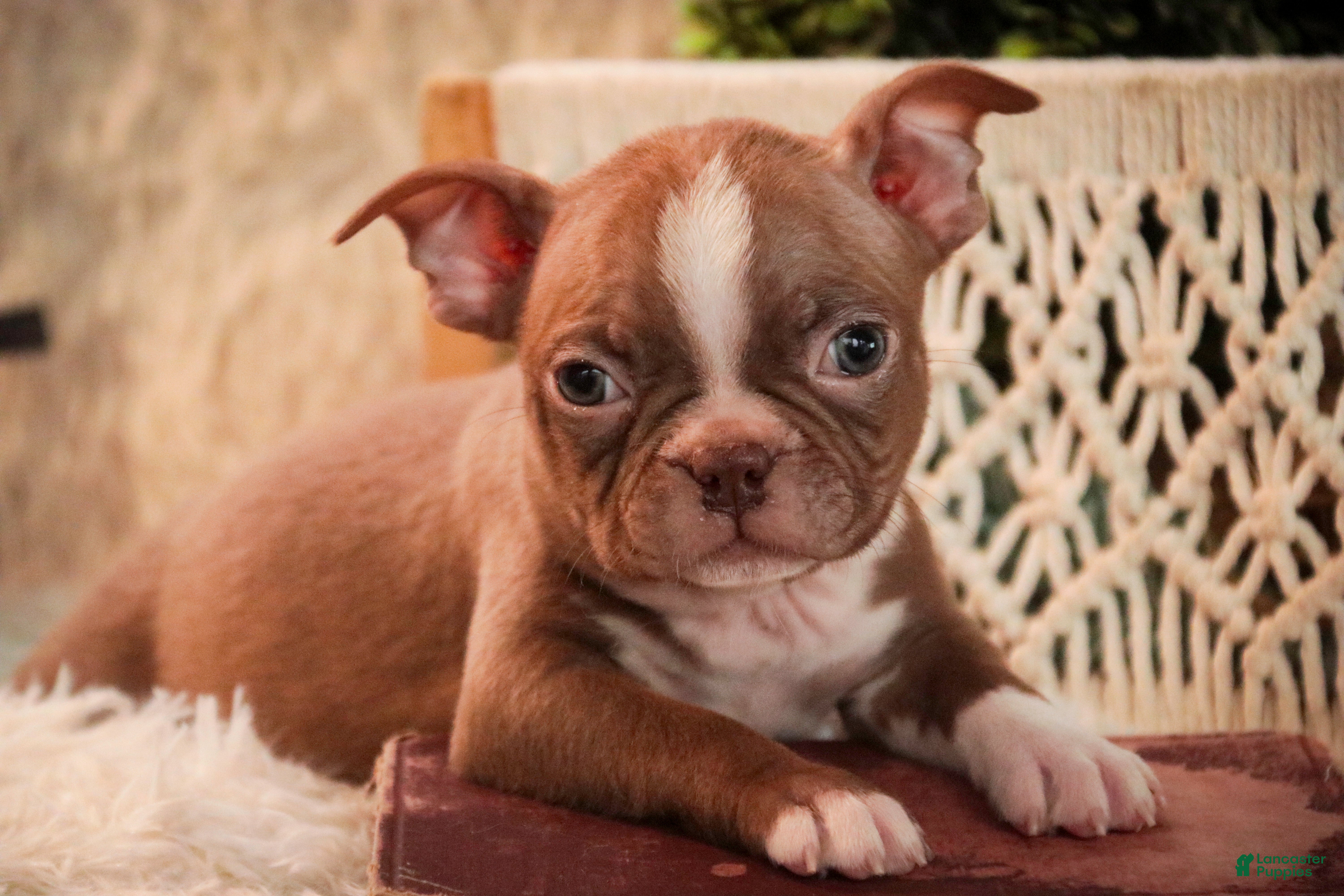 Boston Terrier dogs Boston Terrier Puppy 1 - Ad 2