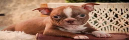 Boston Terrier dogs for sale: Boston Terrier Puppy 1 - Ad 2