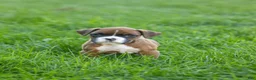 Boxer dogs for sale: Flower - Ad 3