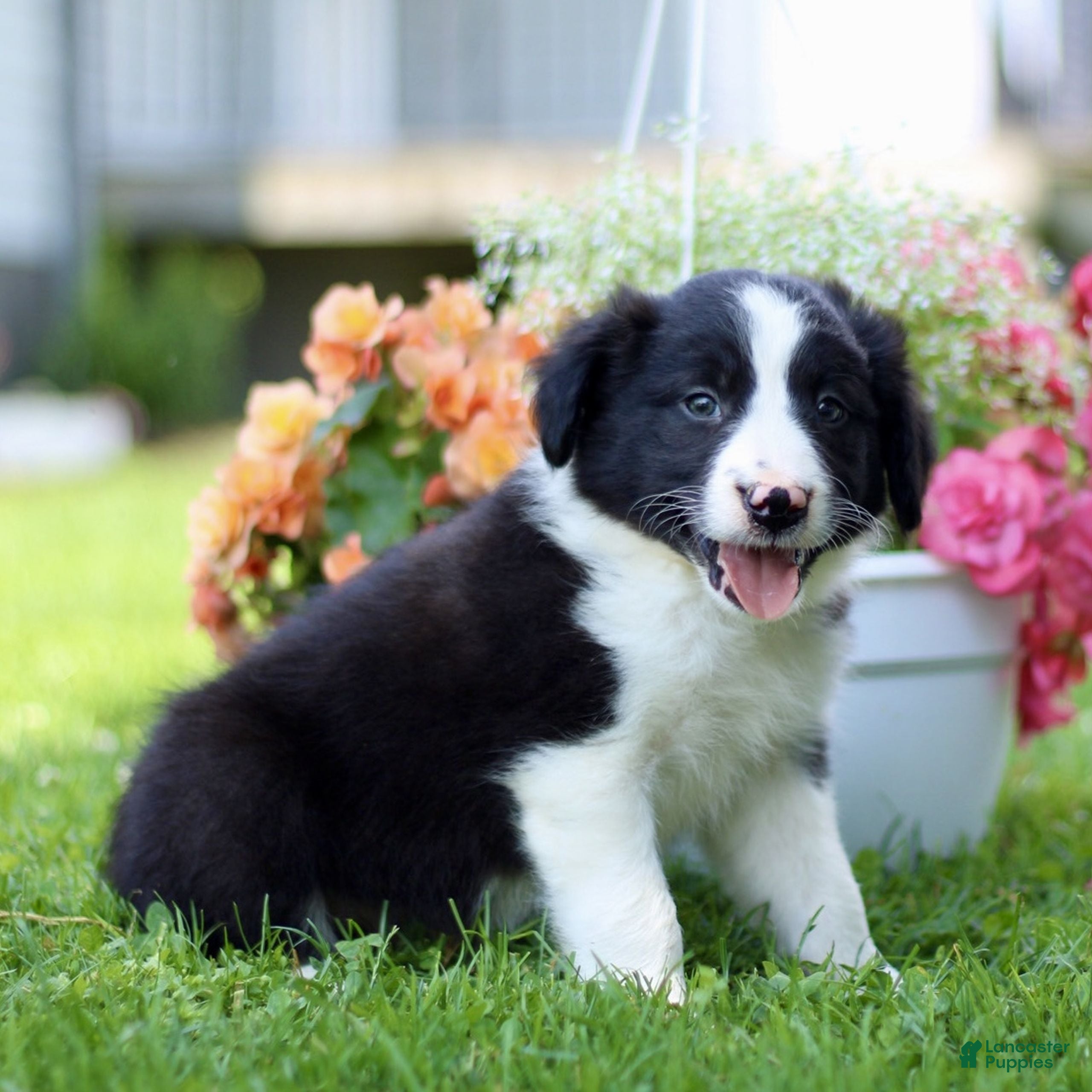 Border Collie dogs Brian - Ad 1