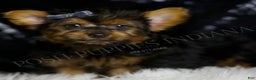 Yorkshire Terrier dogs for sale: Shadow - Ad 4