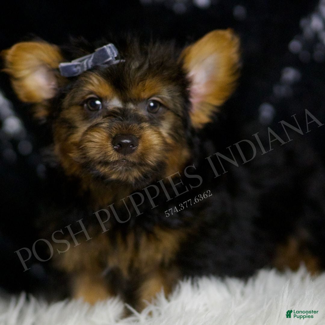 Yorkshire Terrier dogs for sale: Shadow - Ad 4