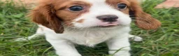 Cavalier King Charles Spaniel dogs for sale: Leo - Ad 2