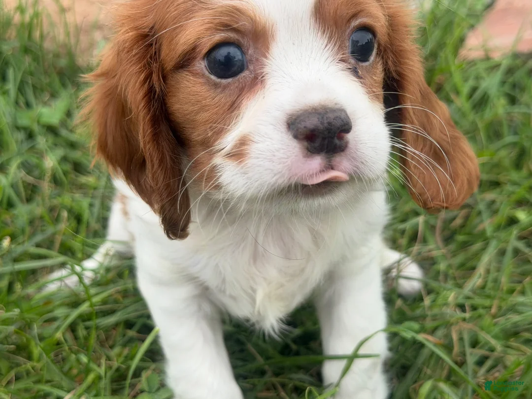 Cavalier King Charles Spaniel dogs for sale: Leo - Ad 2