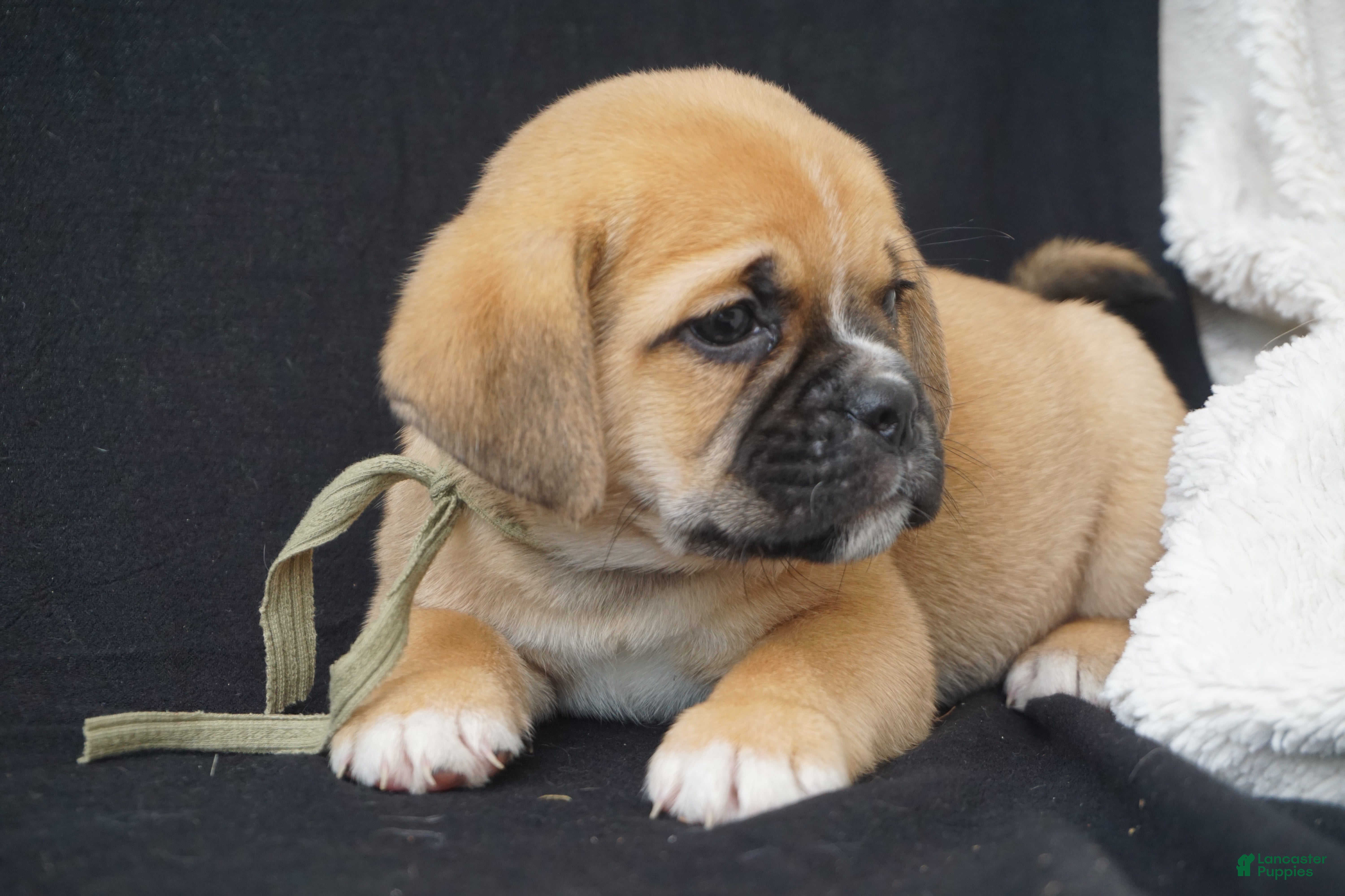 Puggle dogs Hugo - Ad 2