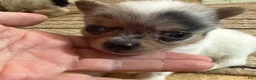 Chihuahua dogs for sale: AKC,Apple head spike,blue & white Merle  - Ad 12