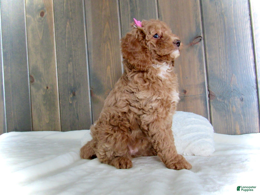 Mini Goldendoodle dogs for sale: Chloe - Ad 19