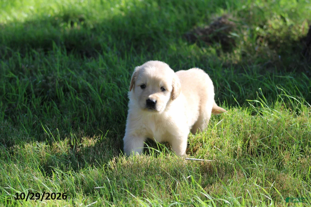 Golden Retriever dogs for sale: Hunter - Ad 6