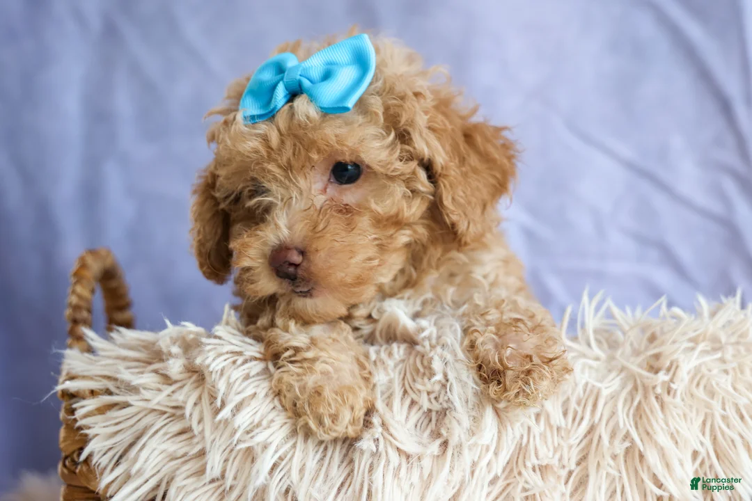 Miniature Poodle dogs for sale: ARCHIE - Ad 1