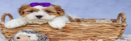 Teddy Bear dogs for sale: TRIXIE - Ad 7