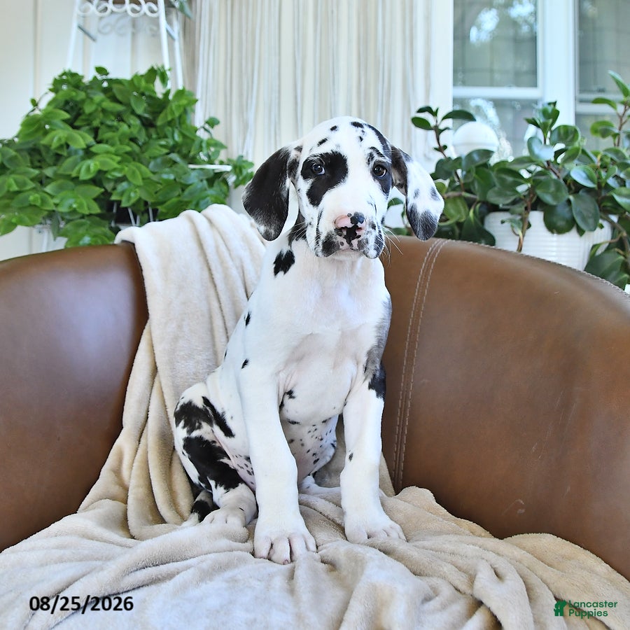 Great Dane dogs Bailey - Ad 2