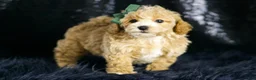 Maltipoo dogs for sale: Pancakes - Ad 8