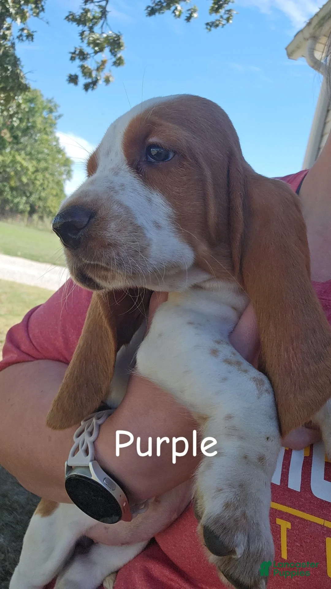Basset Hound dogs for sale: Basset Hound-Purple - Ad 1
