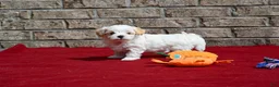Maltipoo dogs for sale: Jack - Ad 3