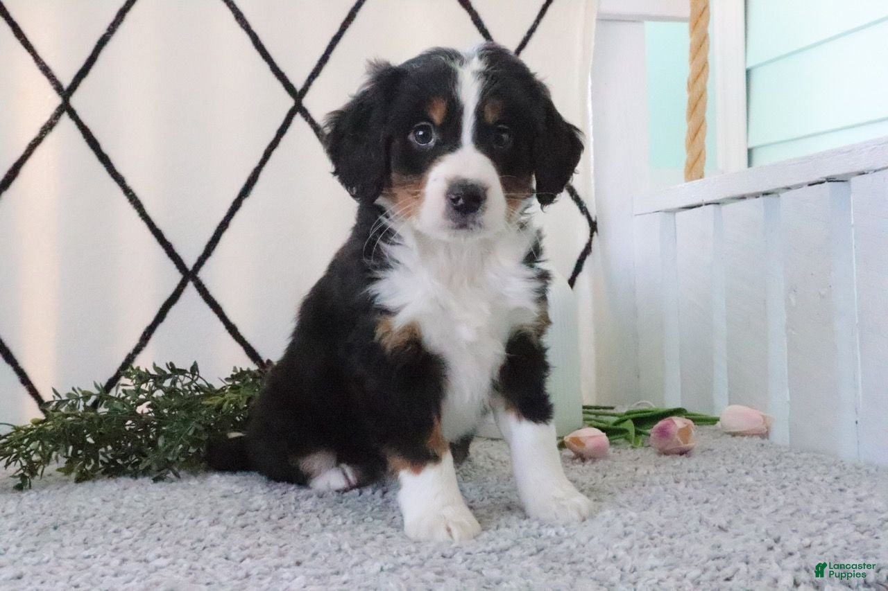 Mini Bernedoodle dogs Racheal - Ad 1