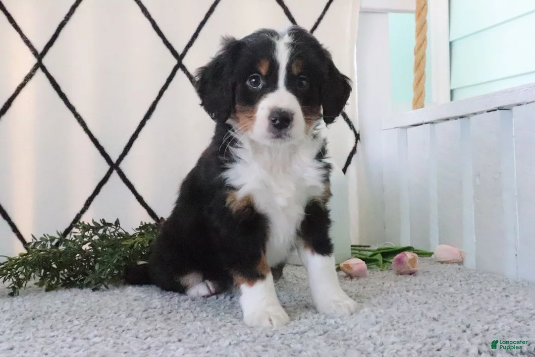 Mini Bernedoodle dogs for sale: Racheal - Ad 1