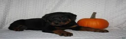 Rottweiler dogs for sale: Gunner - Ad 4
