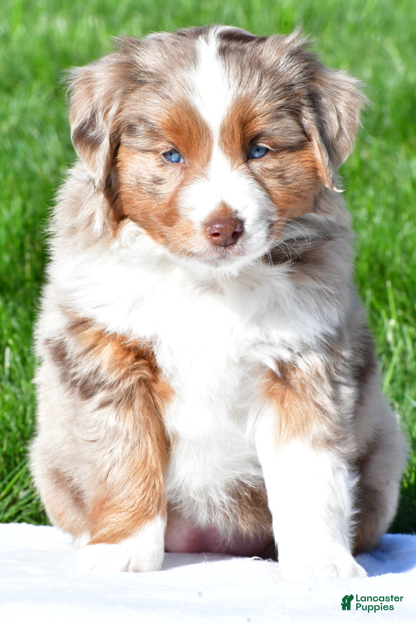 Miniature Australian Shepherd dogs Tasha - Ad 1
