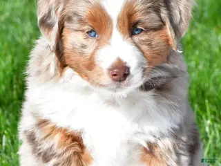 Miniature Australian Shepherd dogs for sale: Tasha - Ad 2
