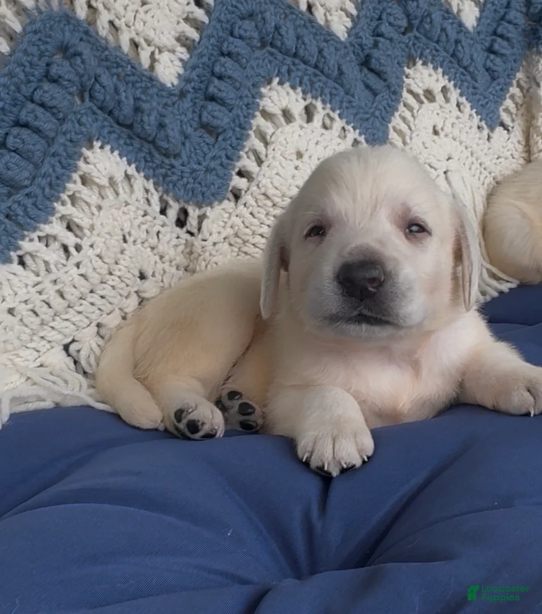 Labrador Retriever dogs for sale: Labrador Retriever 3 - Ad 2