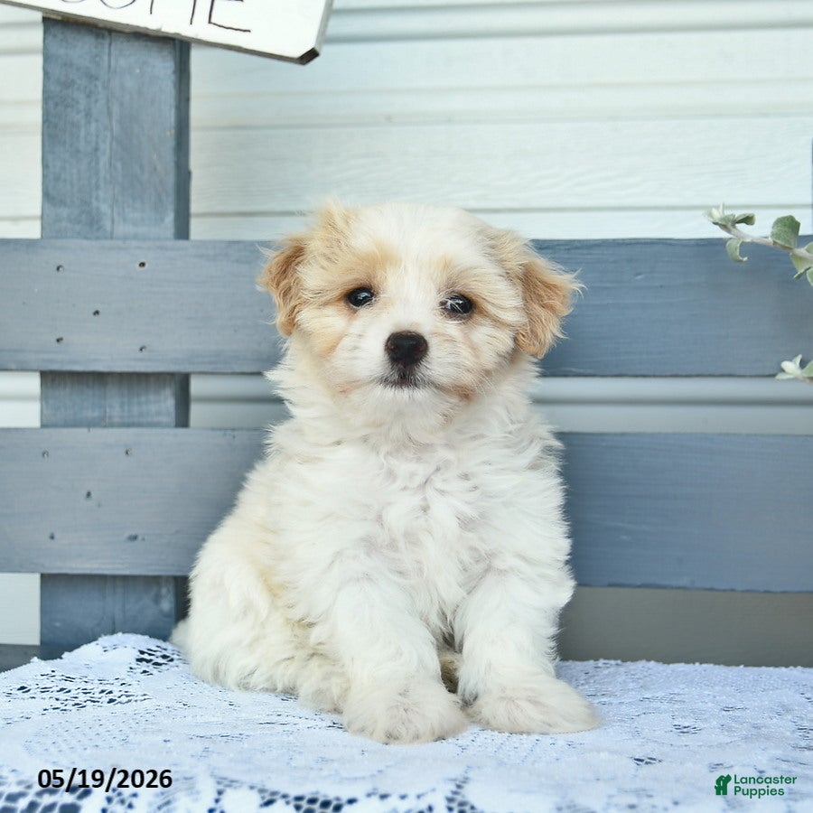 Havanese dogs Darwin  - Ad 2