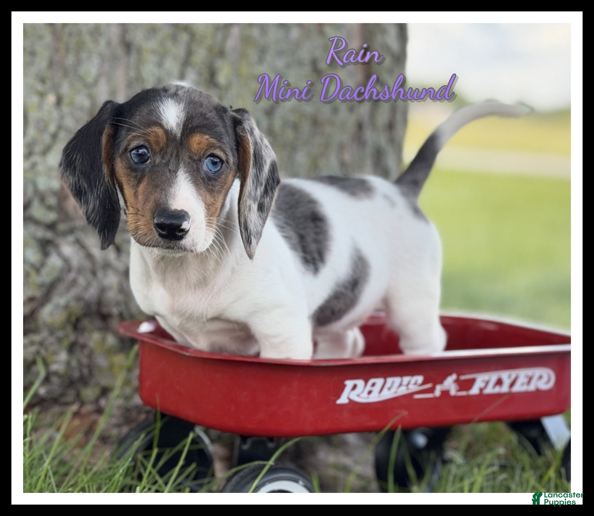 Miniature Dachshund dogs Rain - Ad 1